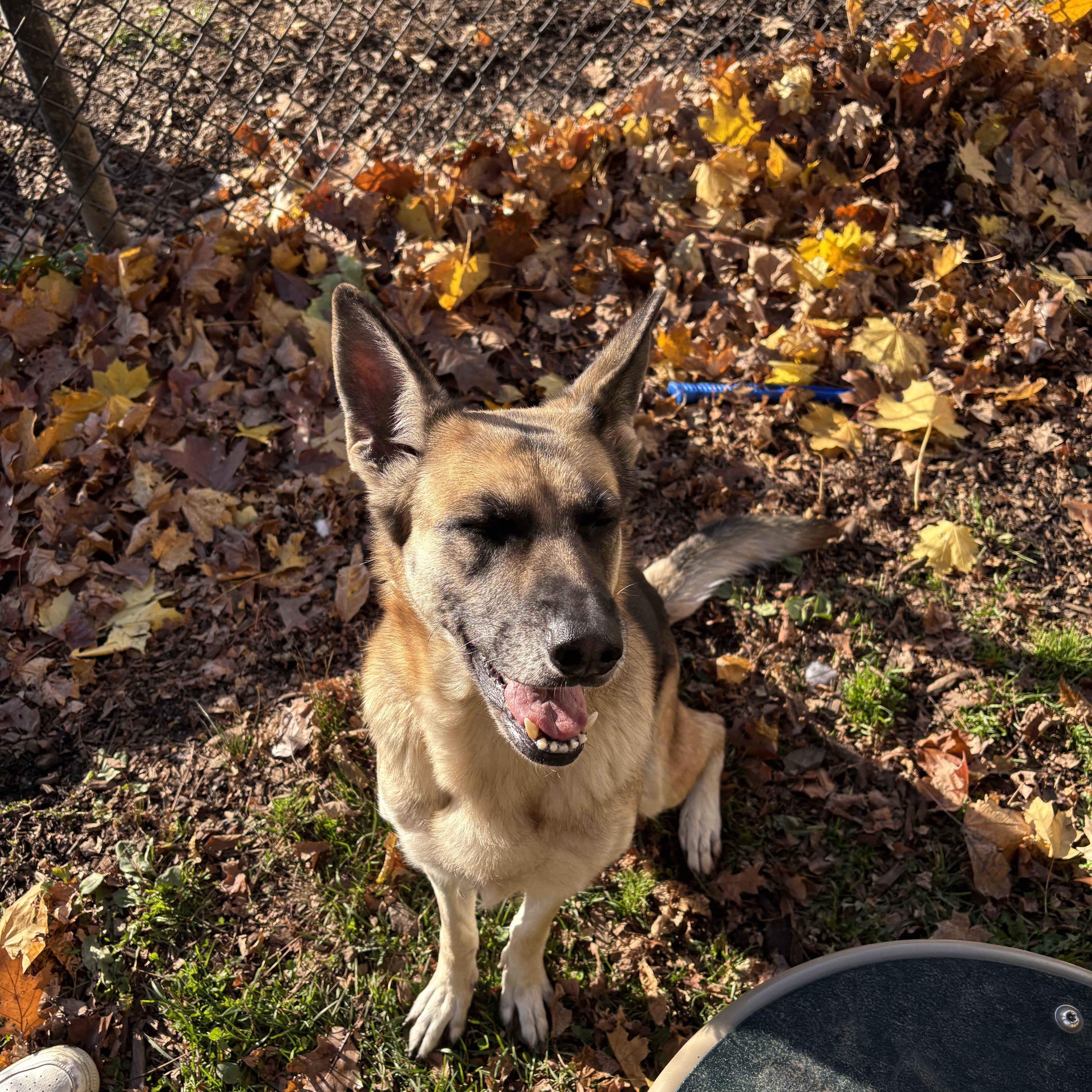 Pixie, adopted, Young Female German Shepherd Dog.