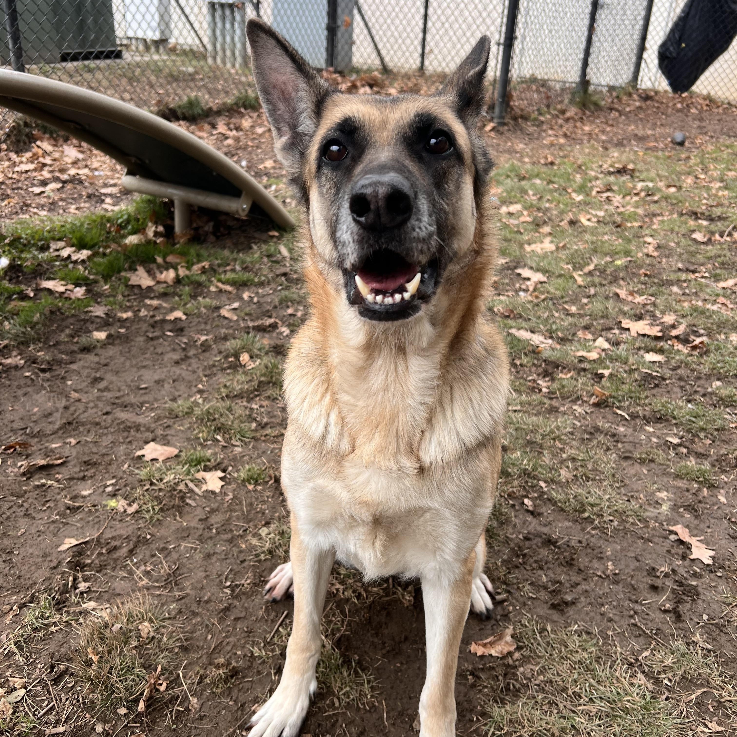 Enlarge Pixie, an adopted German Shepherd Dog in Yonkers, NY image 2/5