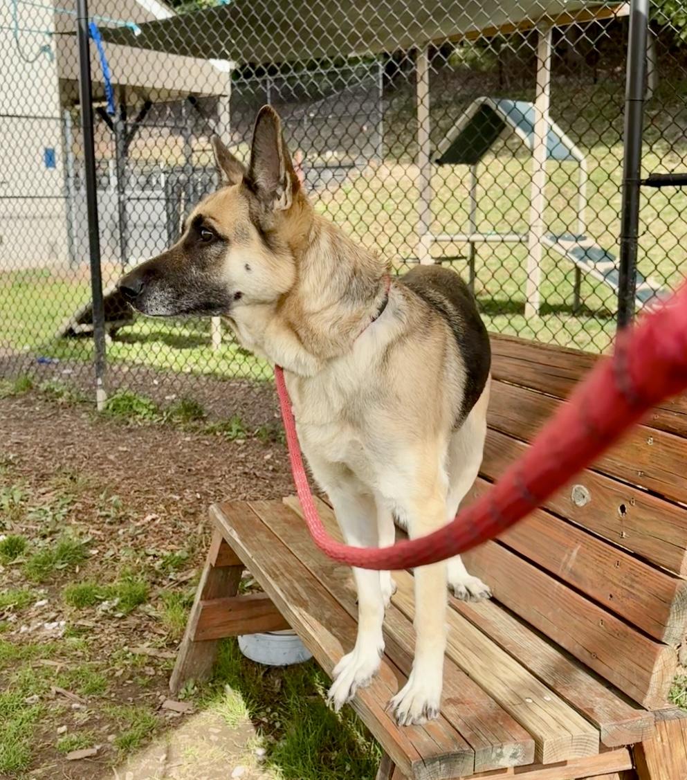 Enlarge Pixie, an adopted German Shepherd Dog in Yonkers, NY image 5/5