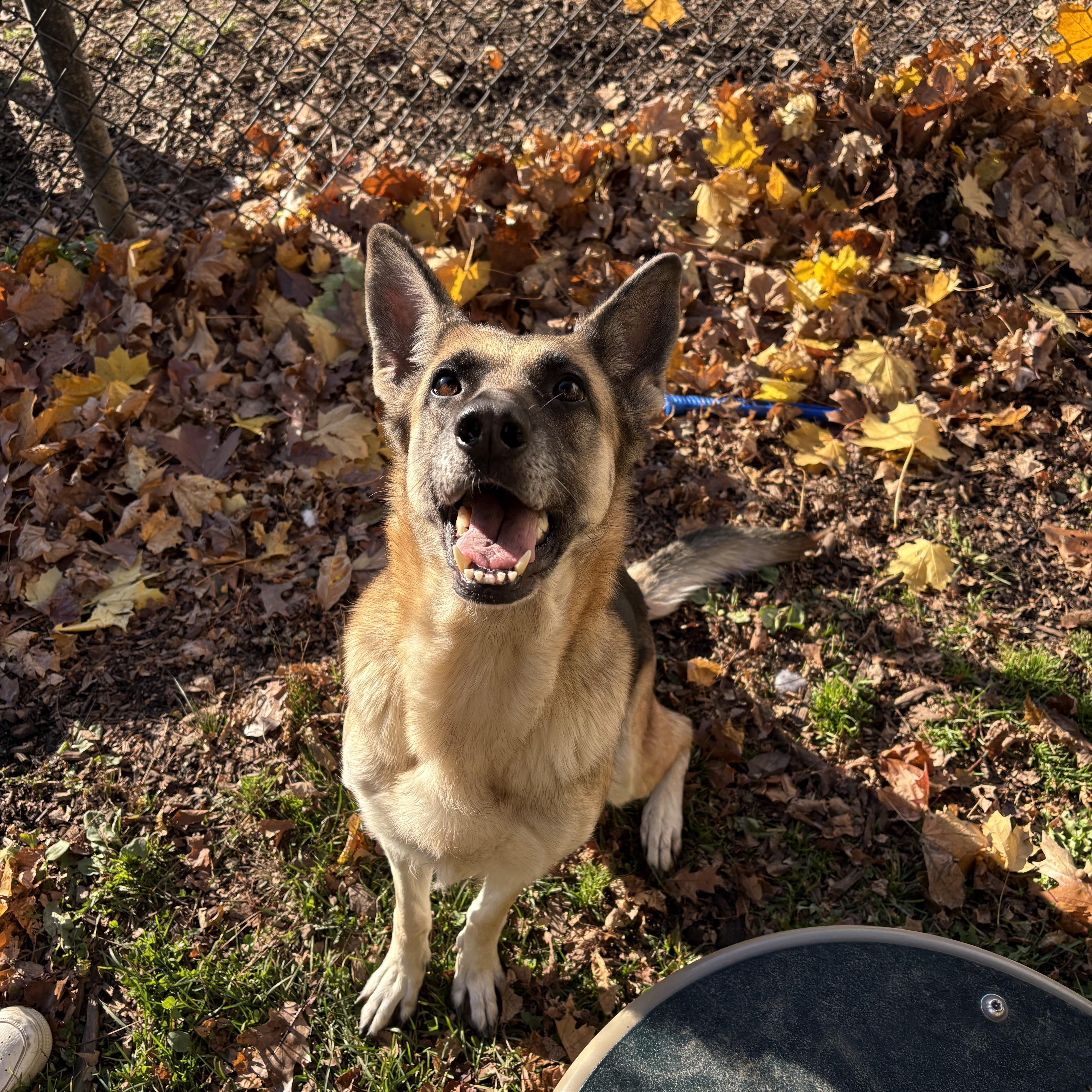 Enlarge Pixie, an adopted German Shepherd Dog in Yonkers, NY image 4/5
