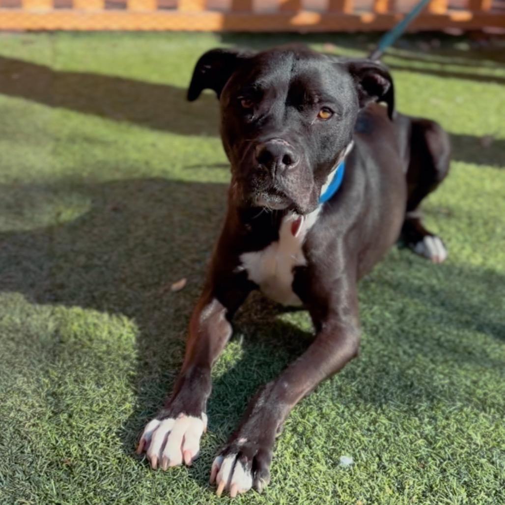 George, a Adoptable Pit Bull Terrier in Mission Hills, CA image 1/5