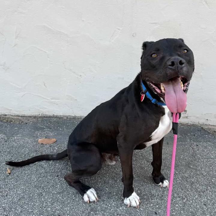 George, a Adoptable Pit Bull Terrier in Mission Hills, CA image 2/6