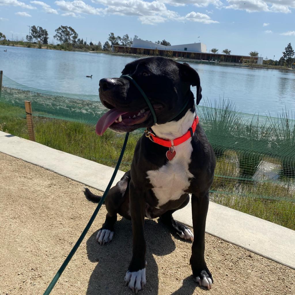 George, Adoptable, Senior Male Pit Bull Terrier.