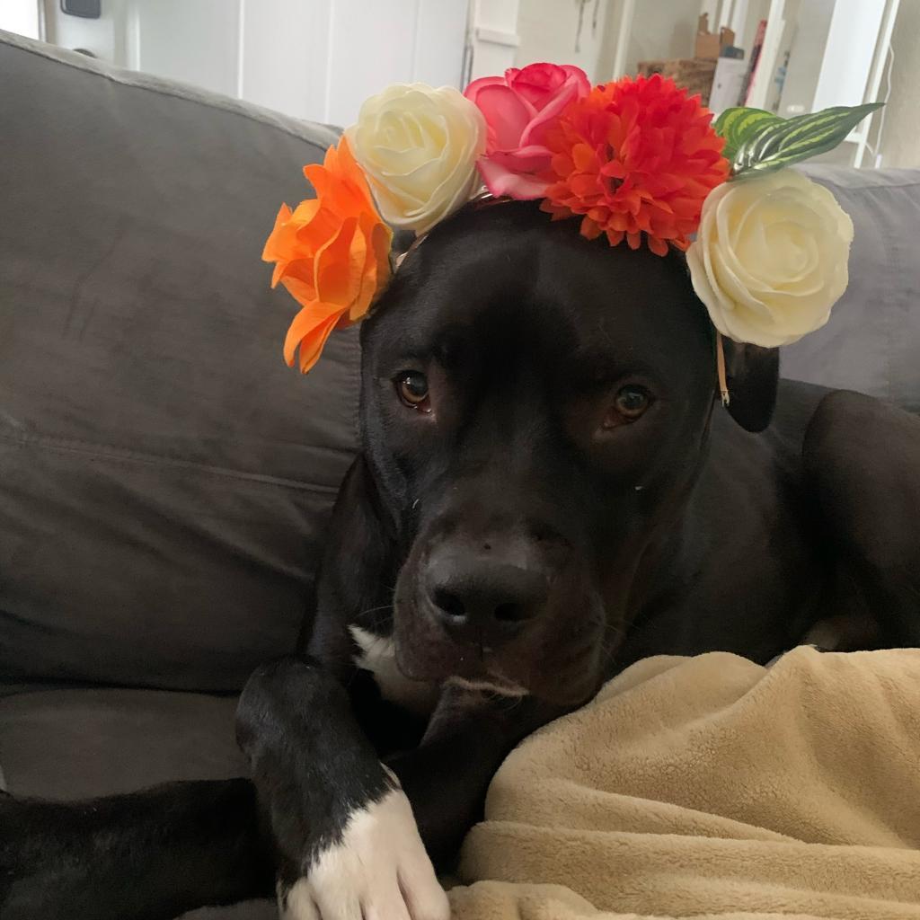 George, a Adoptable Pit Bull Terrier in Mission Hills, CA image 3/5