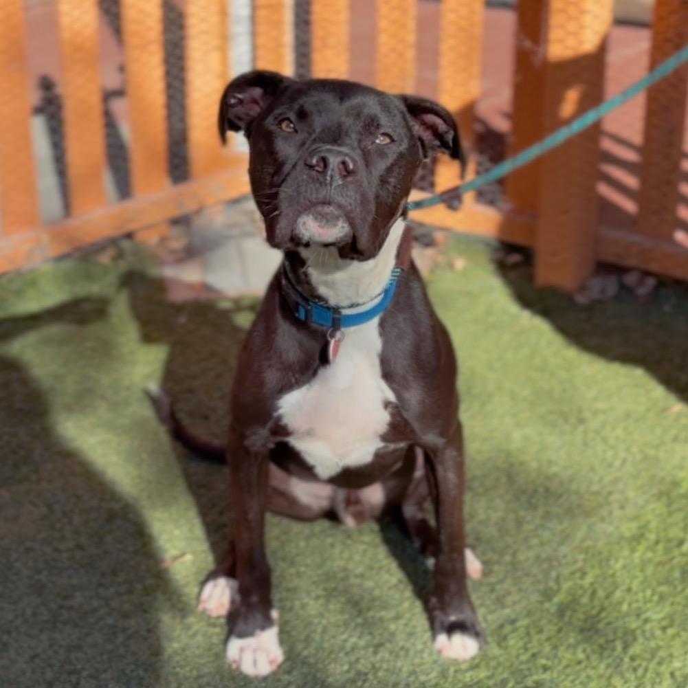 George, a Adoptable Pit Bull Terrier in Mission Hills, CA image 4/5