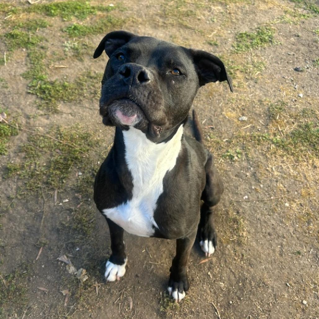 Enlarge George, a Adoptable Pit Bull Terrier in Mission Hills, CA image 6/6