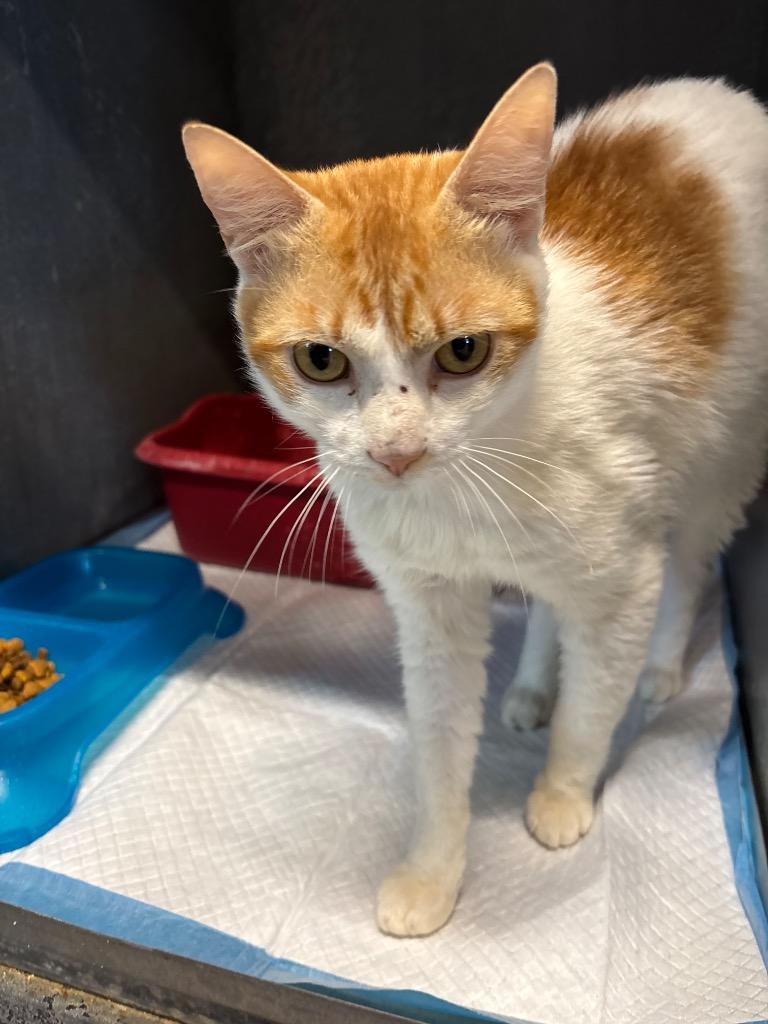Diablo, Adoptable, Young Male Domestic Short Hair.