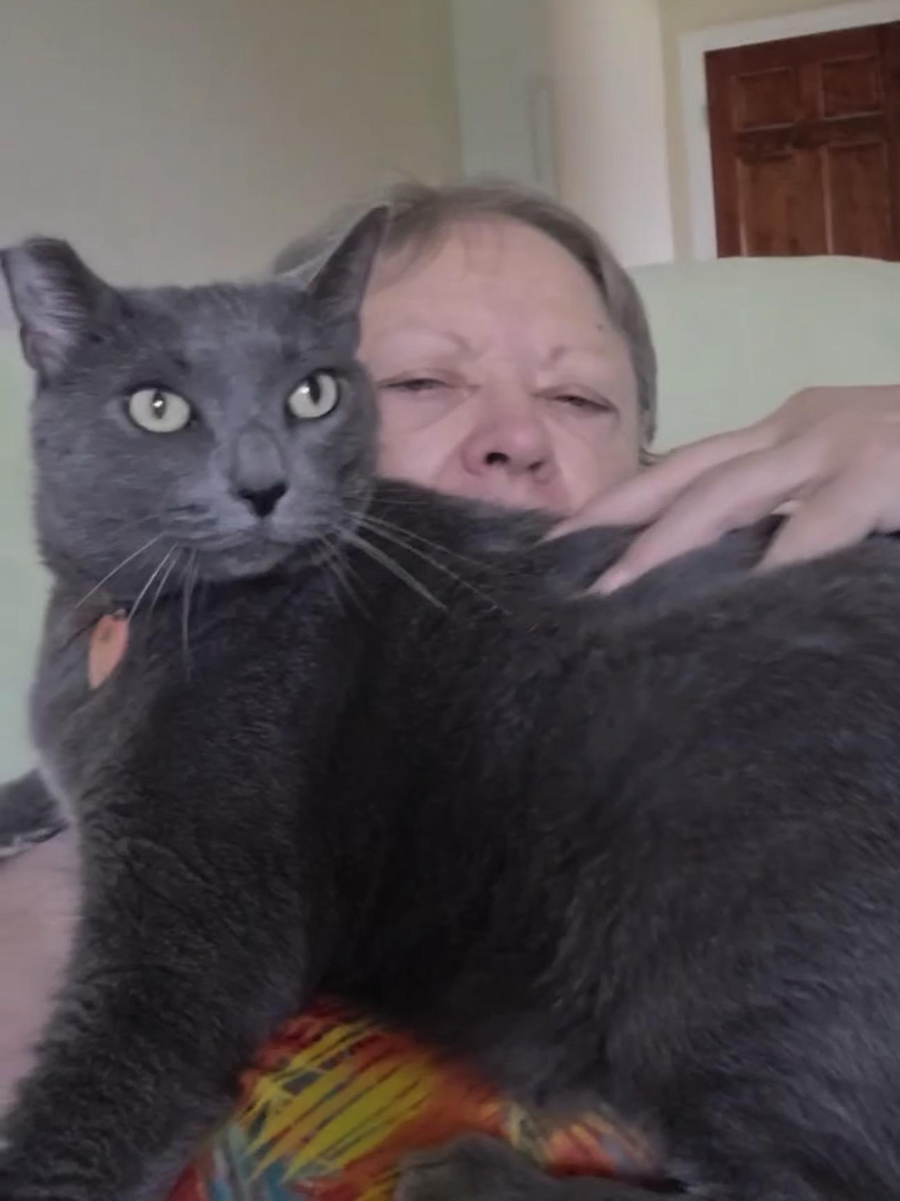 Enlarge GRAY-girl (Russian blue) VIDEO LAP KITTY, a Adoptable Russian Blue in Orlando, FL image 2/4