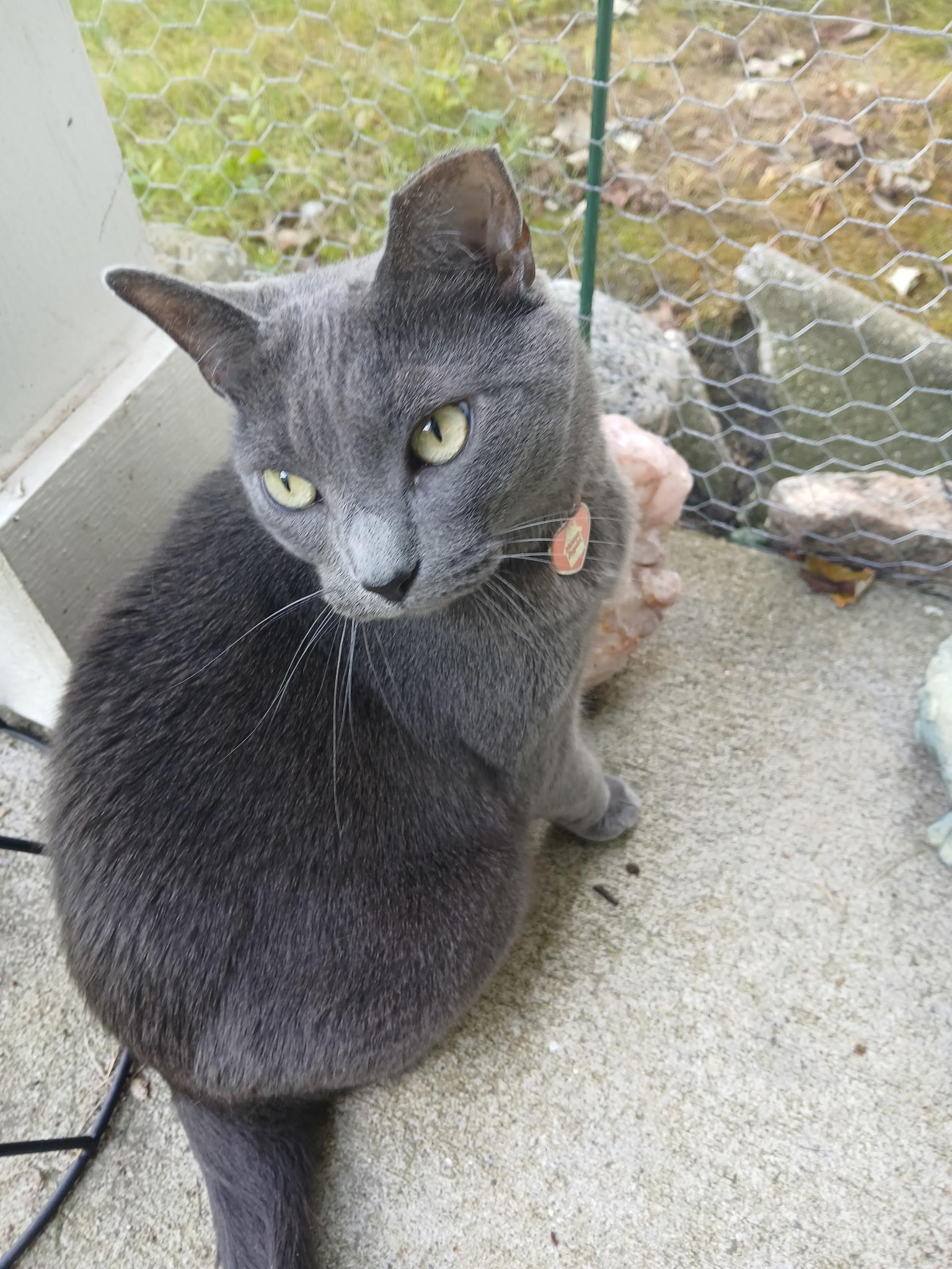 Enlarge GRAY-girl (Russian blue) VIDEO LAP KITTY, a Adoptable Russian Blue in Orlando, FL image 3/4