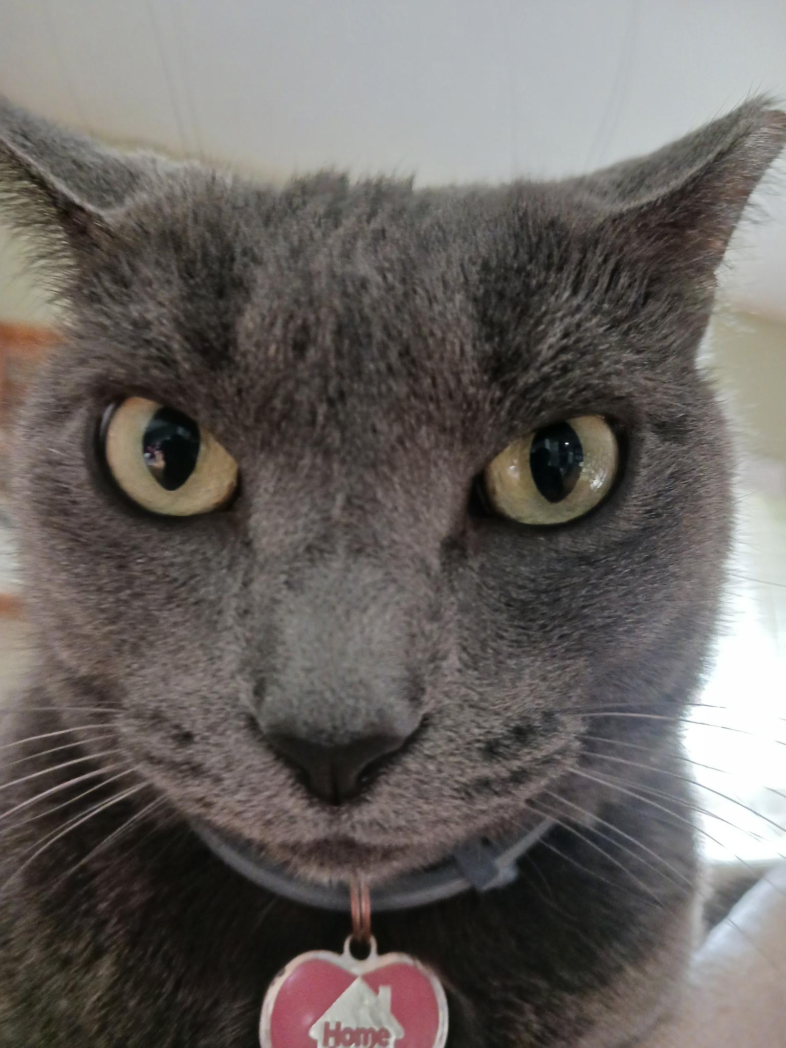 GRAY-girl (Russian blue) VIDEO LAP KITTY, Adoptable, Adult Female Russian Blue.
