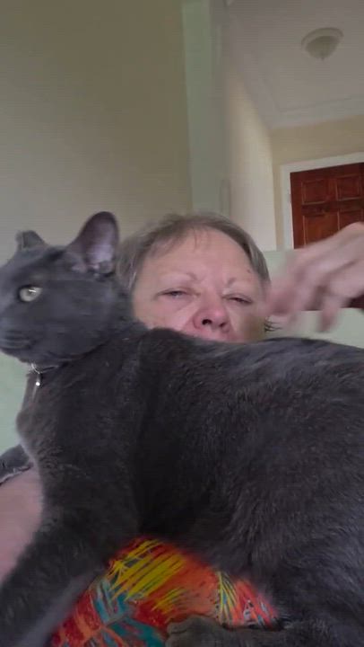 Enlarge GRAY-girl (Russian blue) VIDEO LAP KITTY, a Adoptable Russian Blue in Orlando, FL video 4/4