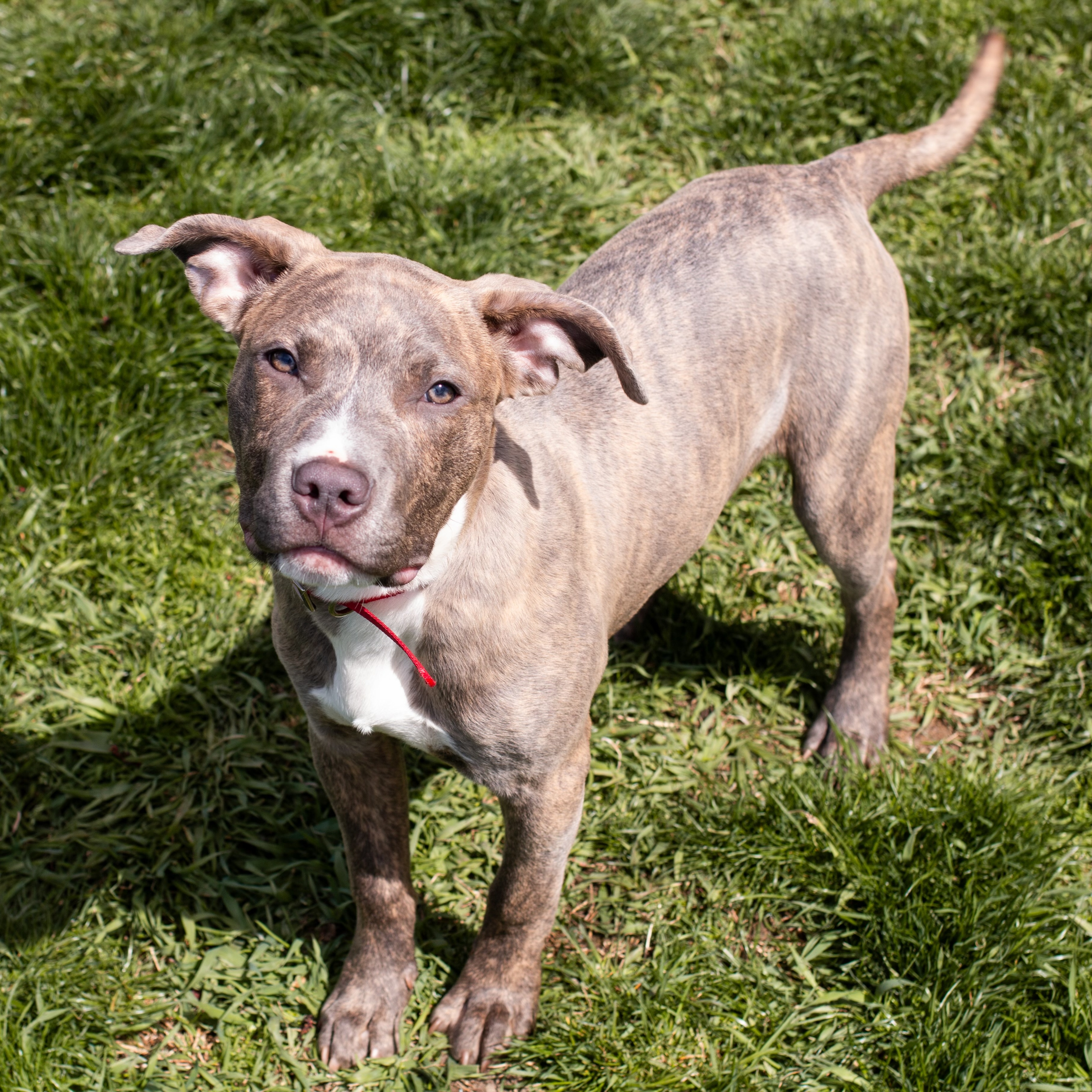 Enlarge Scooby OS CM 1023, a Adoptable mixed breed in Troy, MI image 4/6
