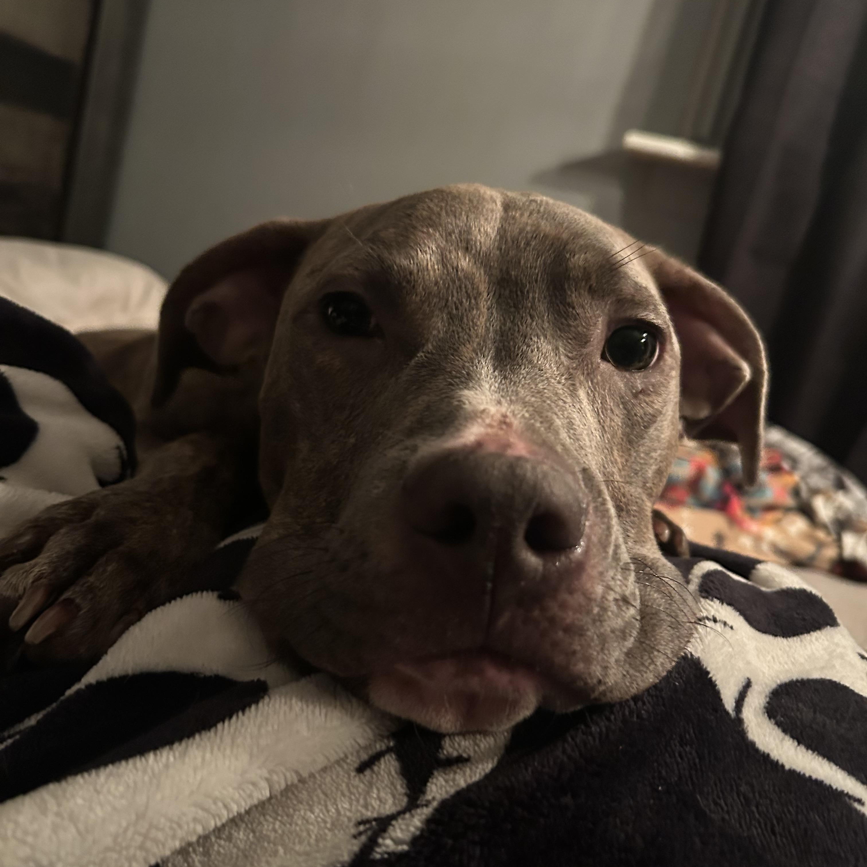 Scooby Os Cm thumbnail 2