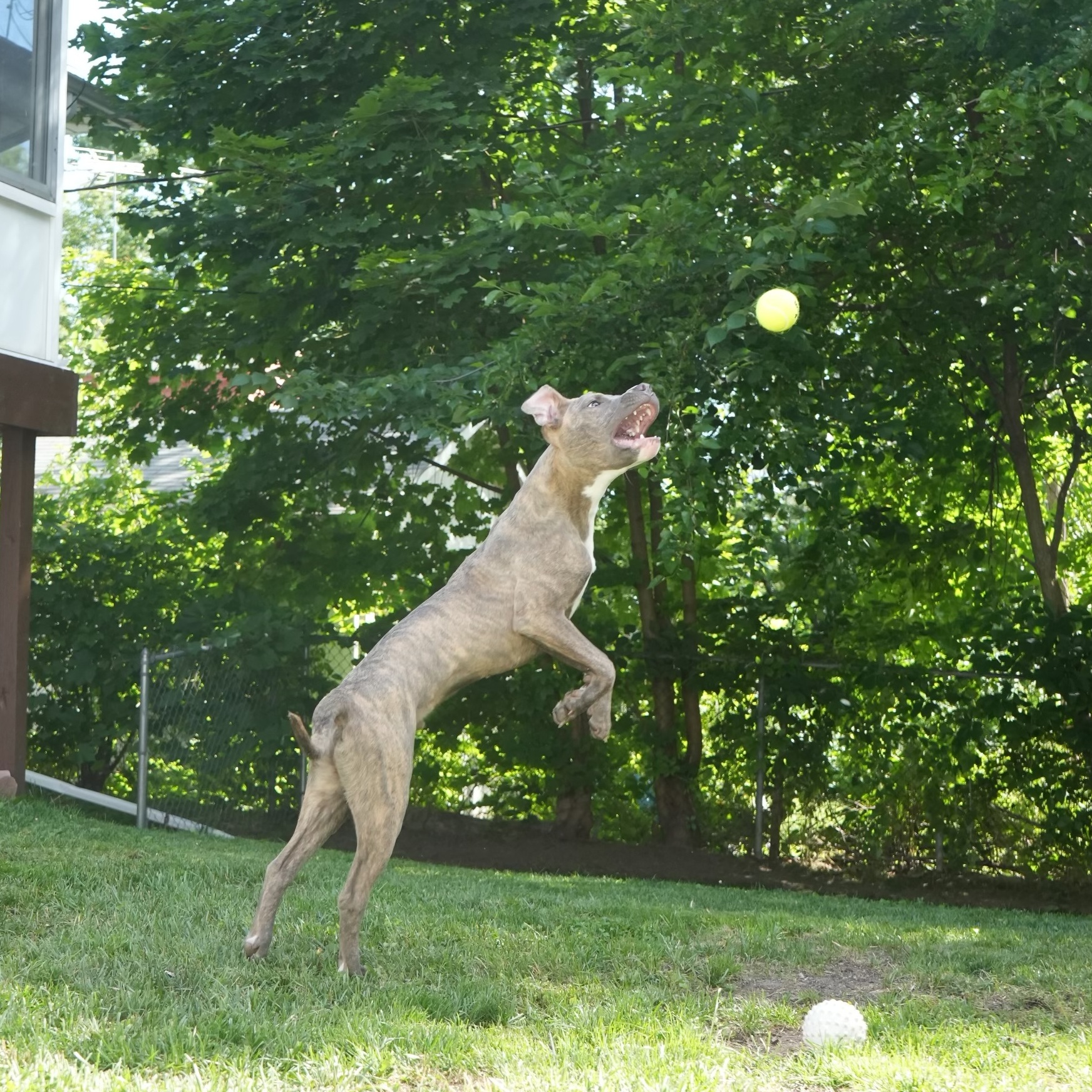 Enlarge Scooby OS CM 1023, a Adoptable mixed breed in Troy, MI image 3/6