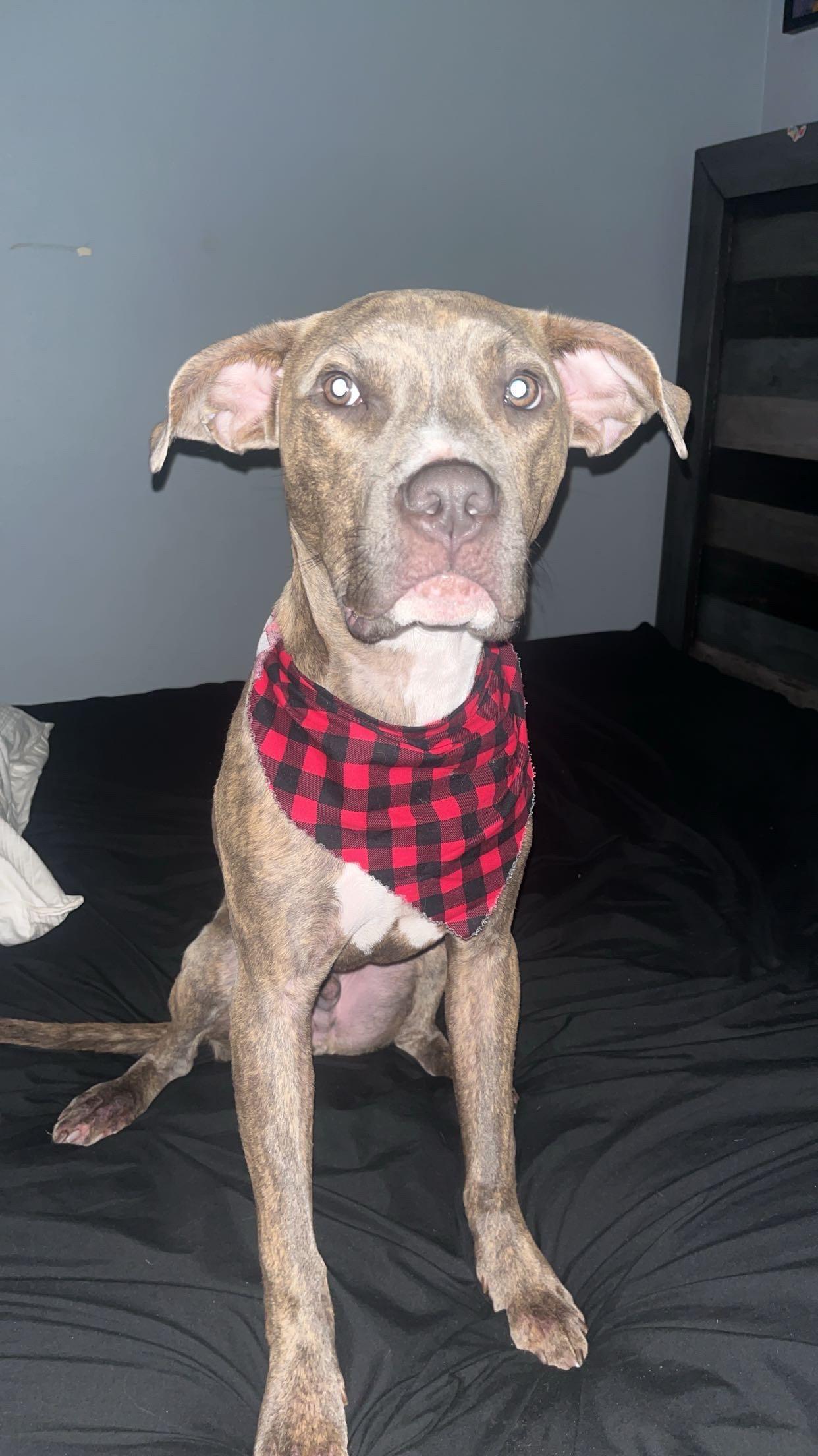 Enlarge Scooby OS CM 1023, a Adoptable mixed breed in Troy, MI image 6/6