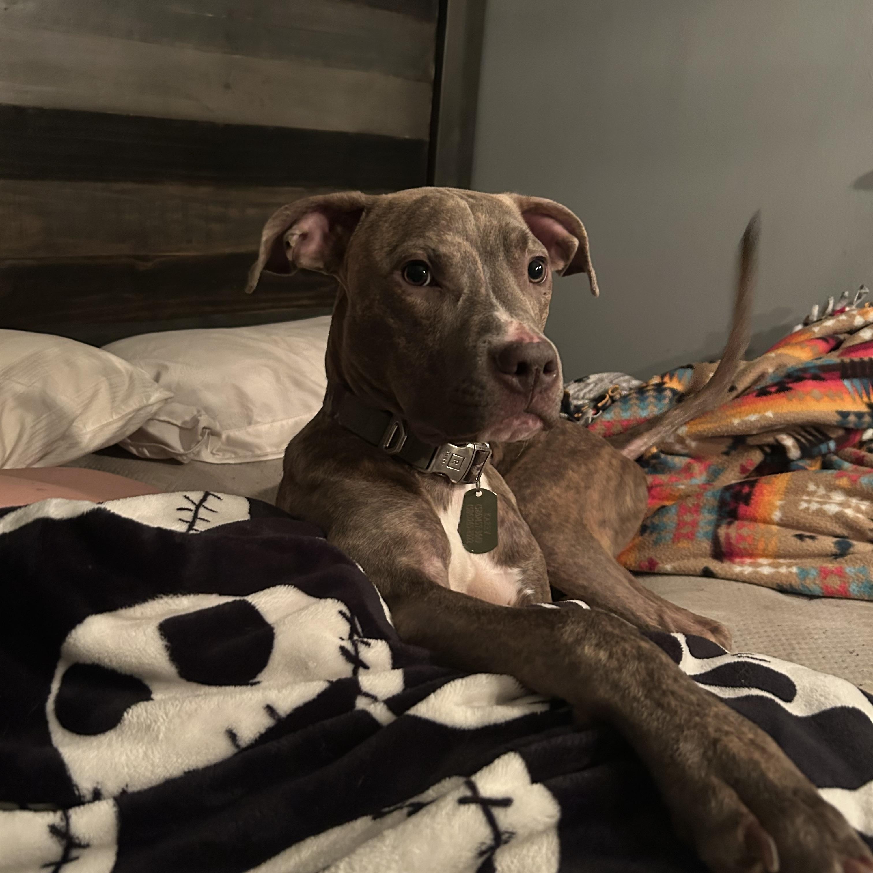 Scooby OS CM 1023, Adoptable, Adult Male American Staffordshire Terrier.