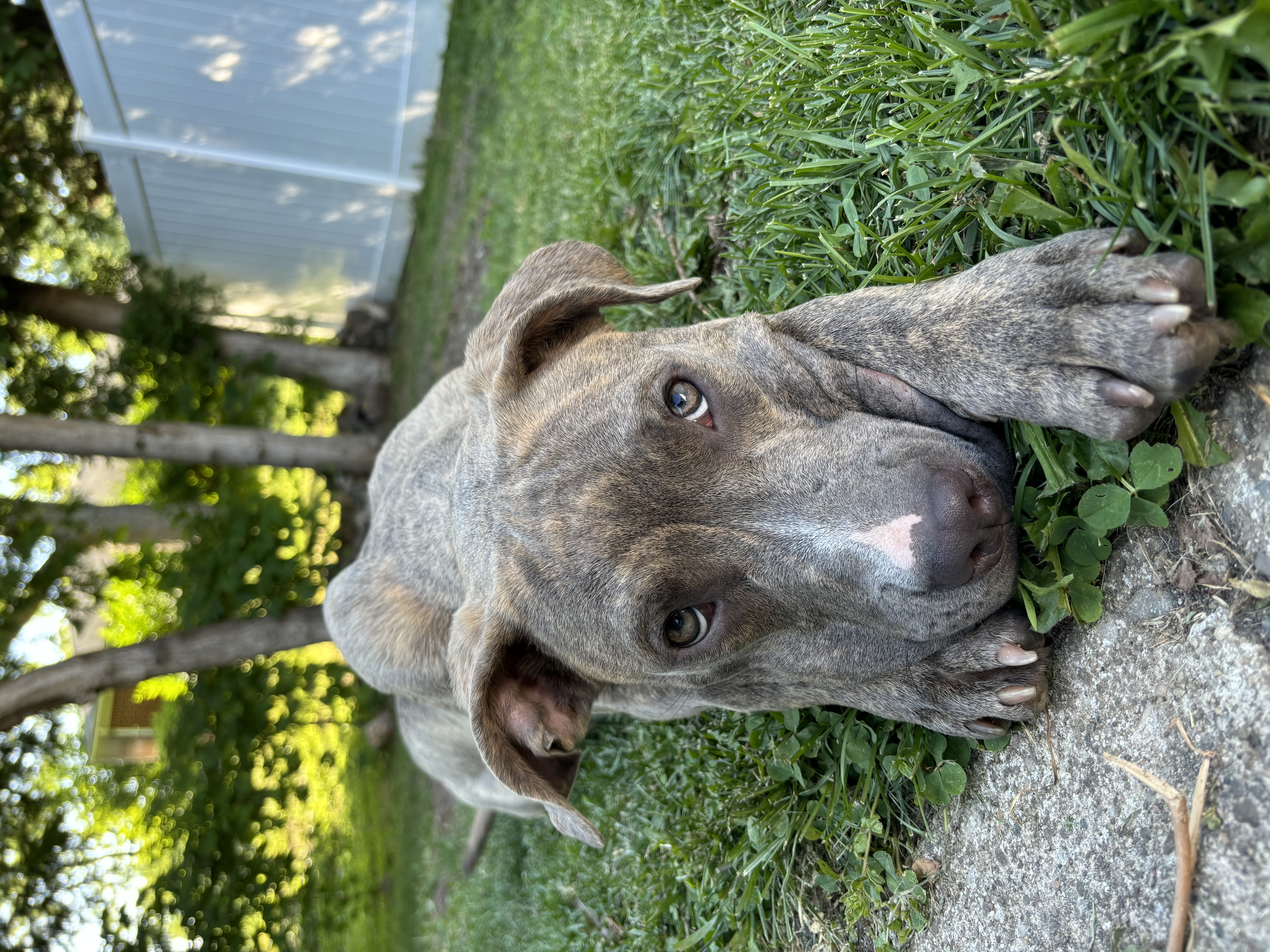 Enlarge Scooby OS CM 1023, a Adoptable mixed breed in Troy, MI image 5/6