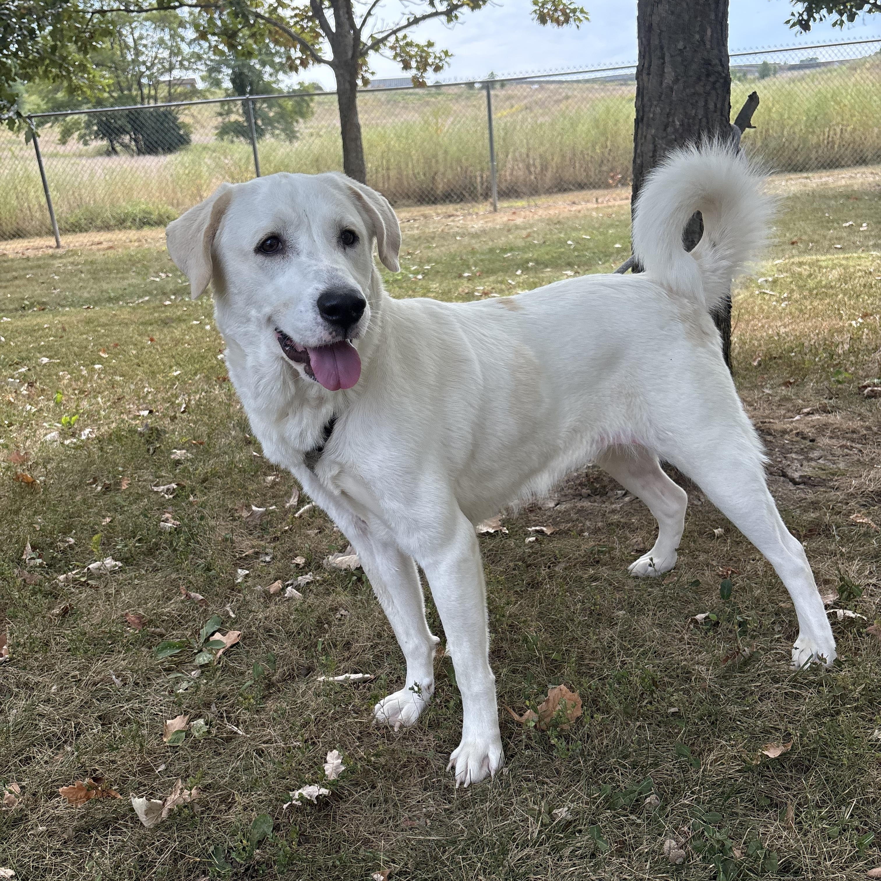Rosie, Adoptable, Adult Female Great Pyrenees & Labrador Retriever.