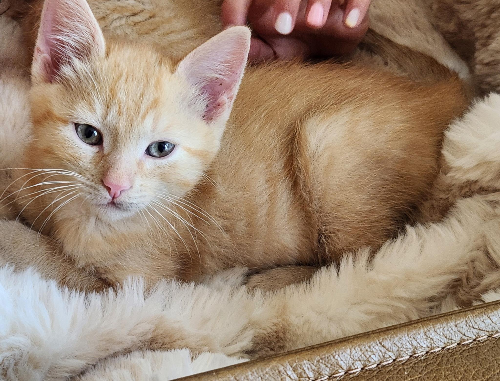 Enlarge Jagger, a ADOPTABLE mixed breed in Omaha, NE image 3/4