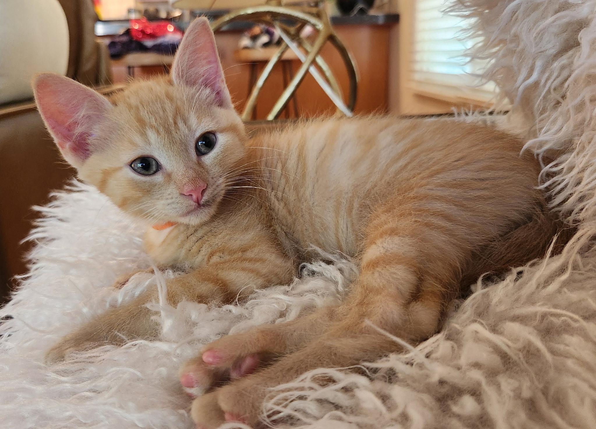 Enlarge Jagger, a ADOPTABLE mixed breed in Omaha, NE image 2/4