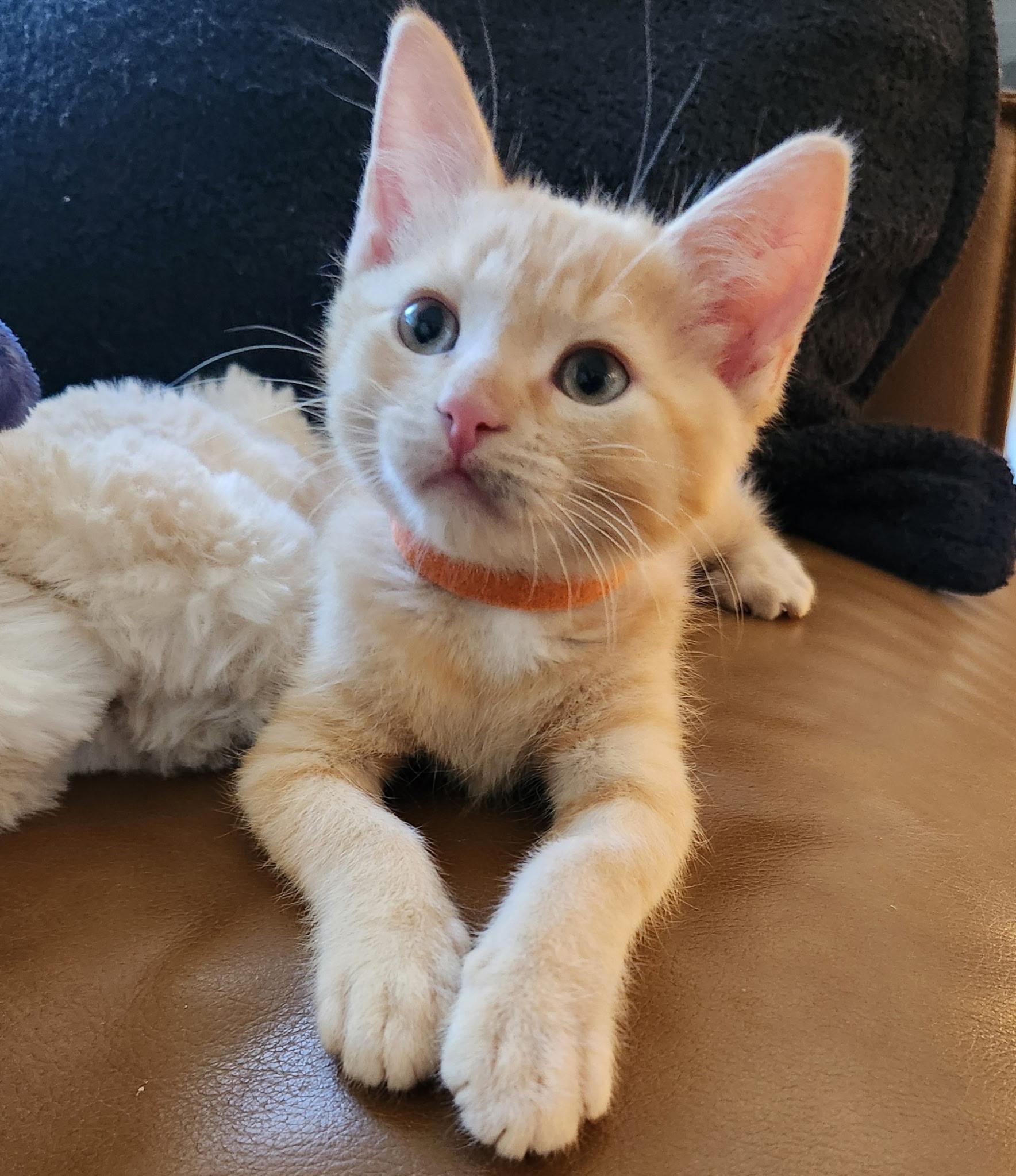 Jagger, ADOPTABLE, Kitten Male Domestic Short Hair & Tabby.
