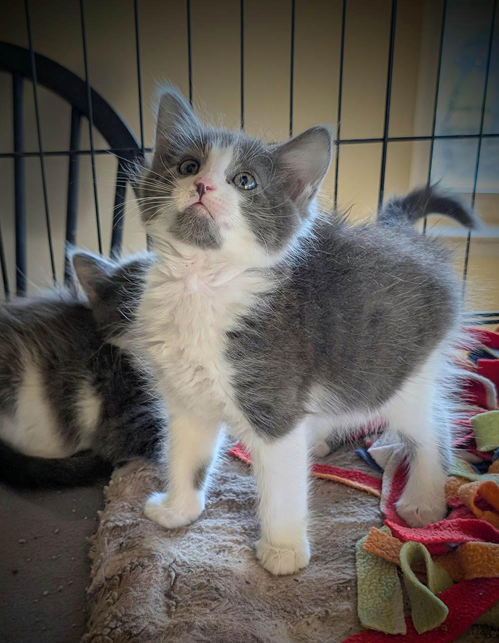 Dash, Adopted, Kitten Male Domestic Long Hair.