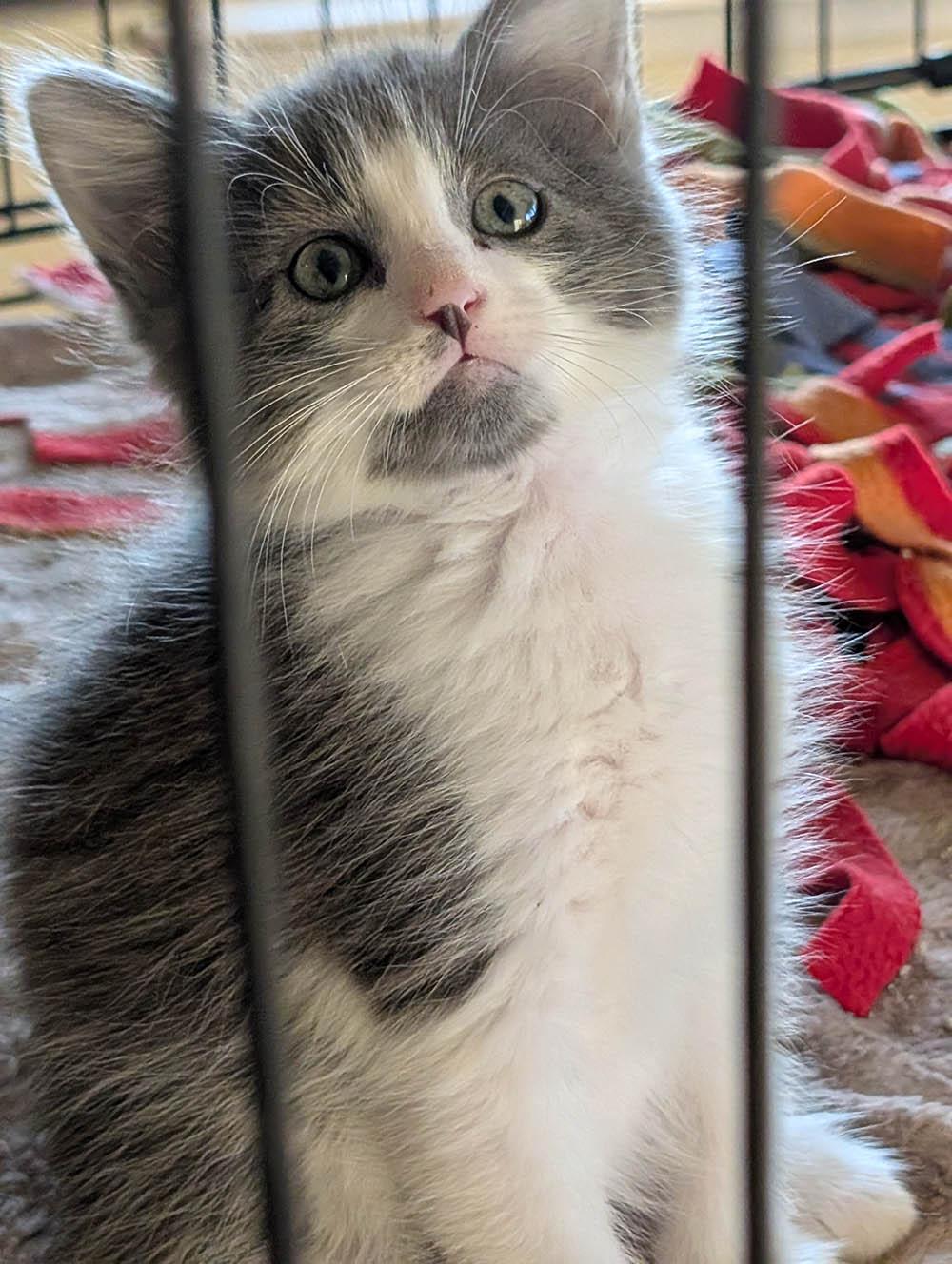 Dash, a Adopted Domestic Long Hair in Herald, CA image 3/3