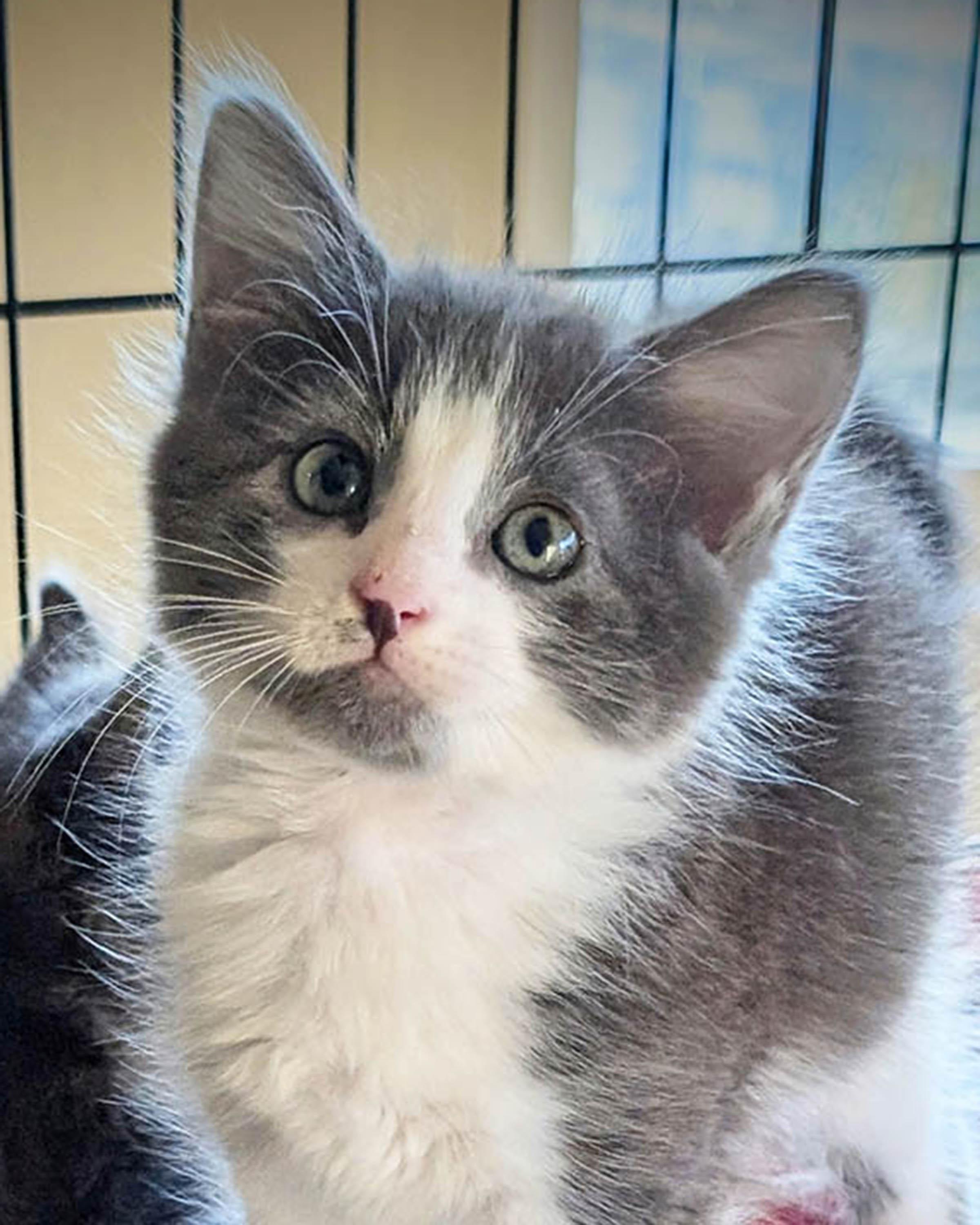 Dash, a Adopted Domestic Long Hair in Herald, CA image 2/3