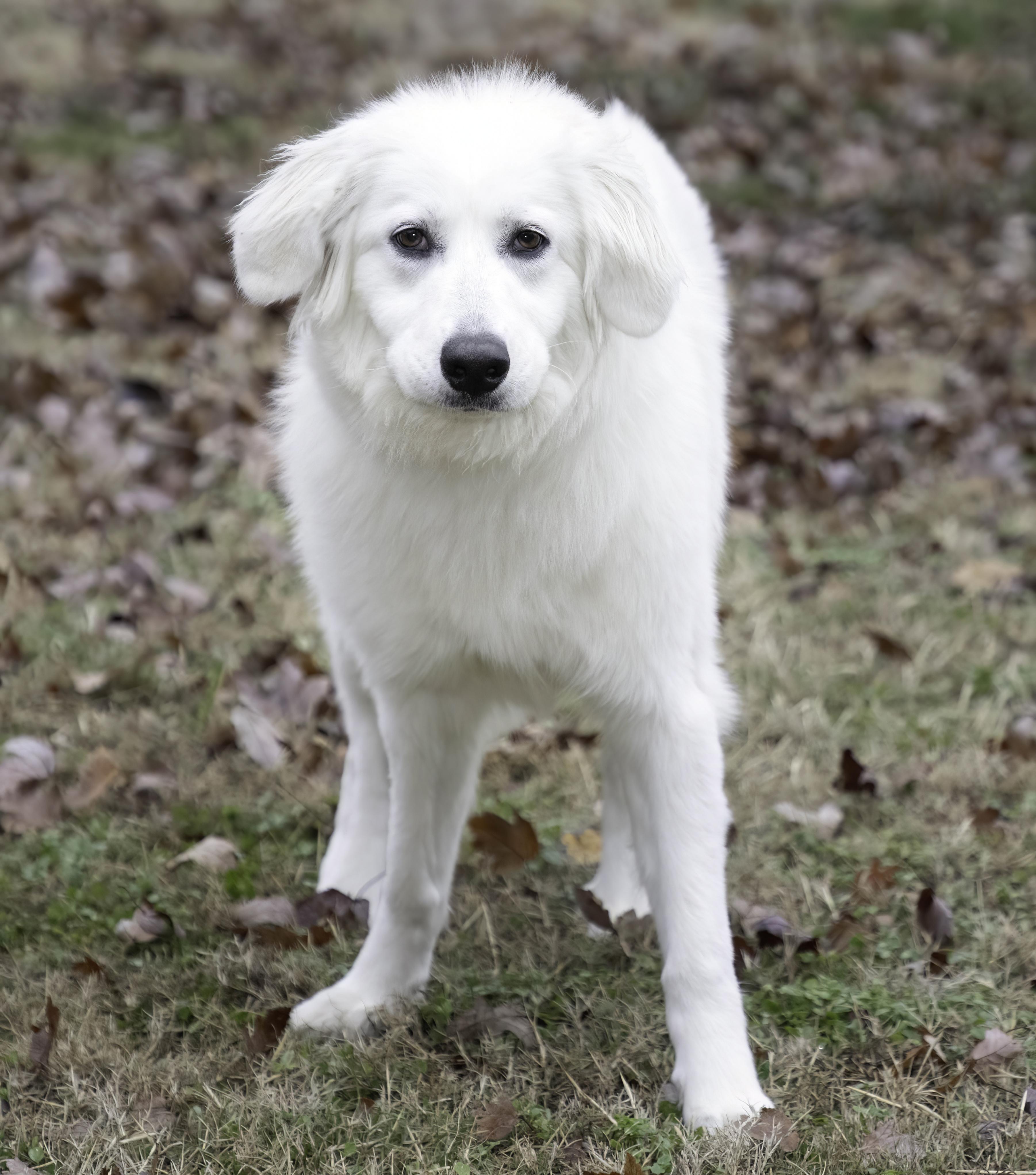 Dixie, Adoptable, Young Female Great Pyrenees & German Shepherd Dog.