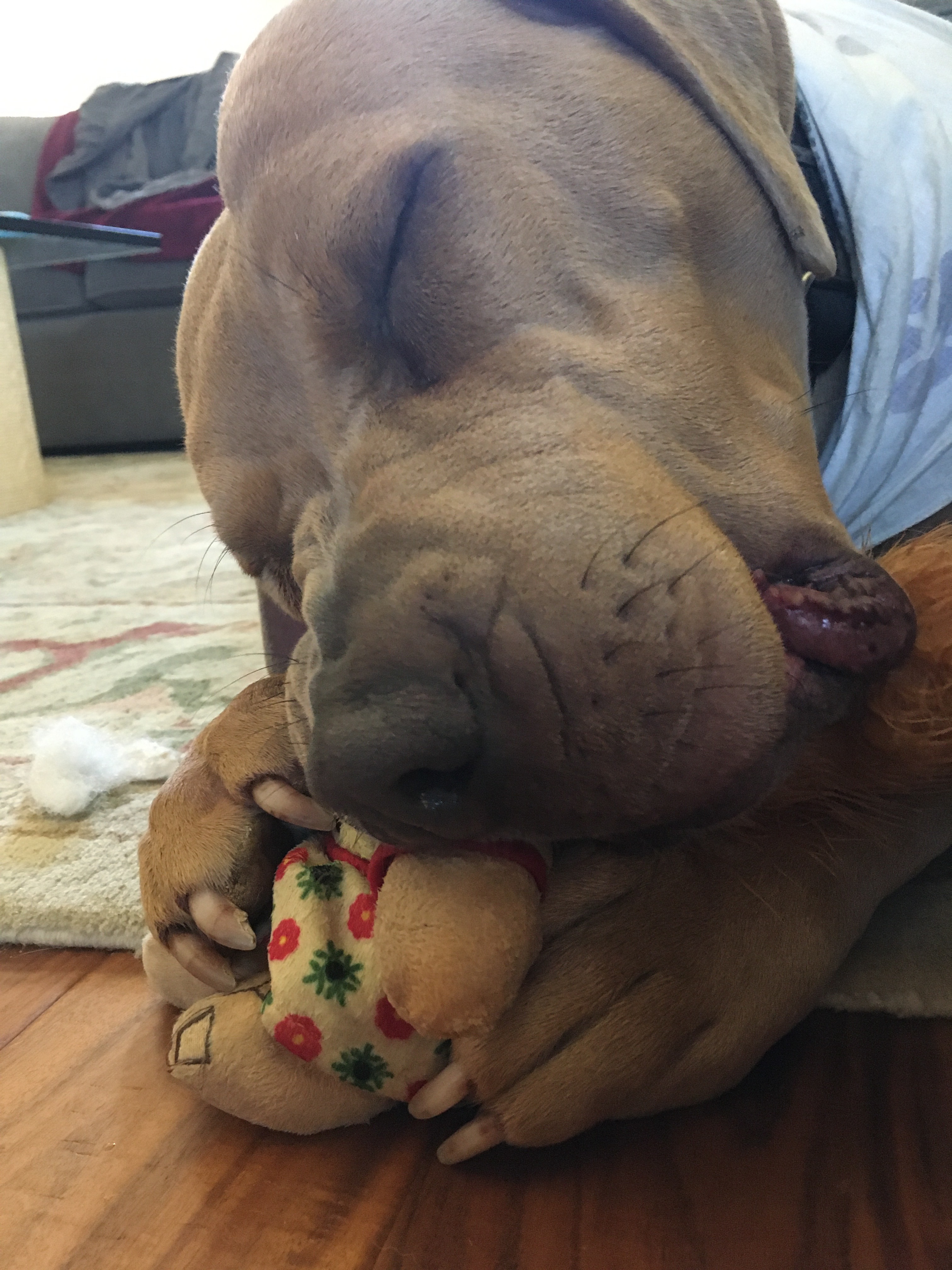 Penny, Adoptable, Adult Female Mastiff.