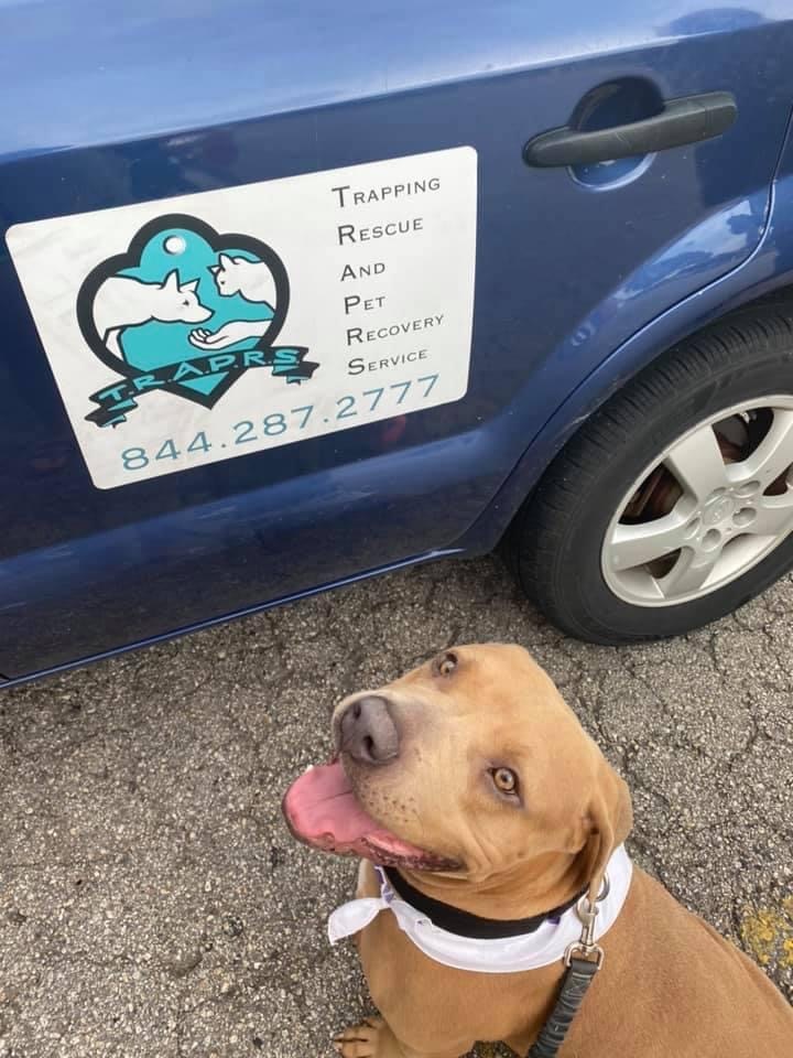 Enlarge Penny, a Adoptable mixed breed in Austin, TX image 3/12