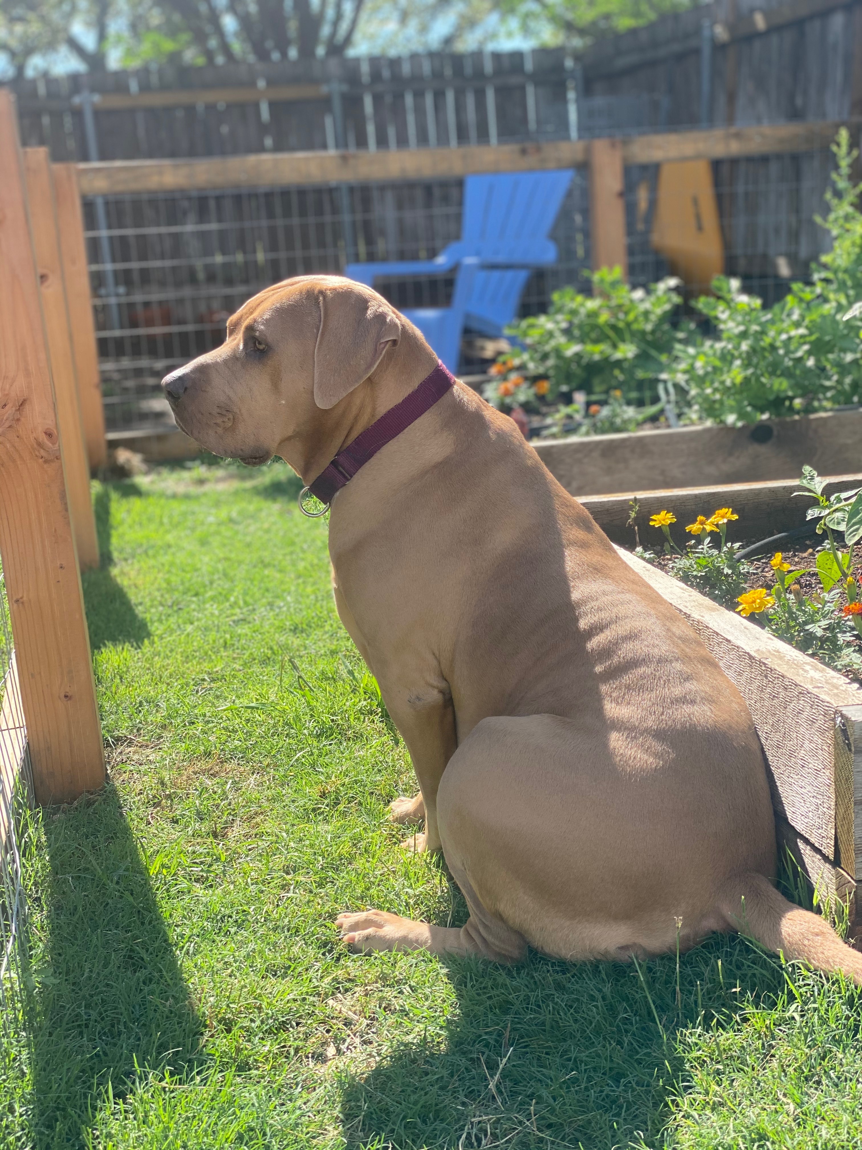 Enlarge Penny, a Adoptable mixed breed in Austin, TX image 5/12