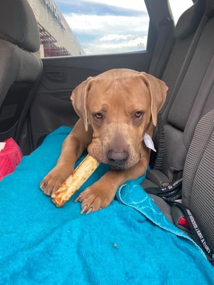 Enlarge Penny, a Adoptable mixed breed in Austin, TX image 6/12