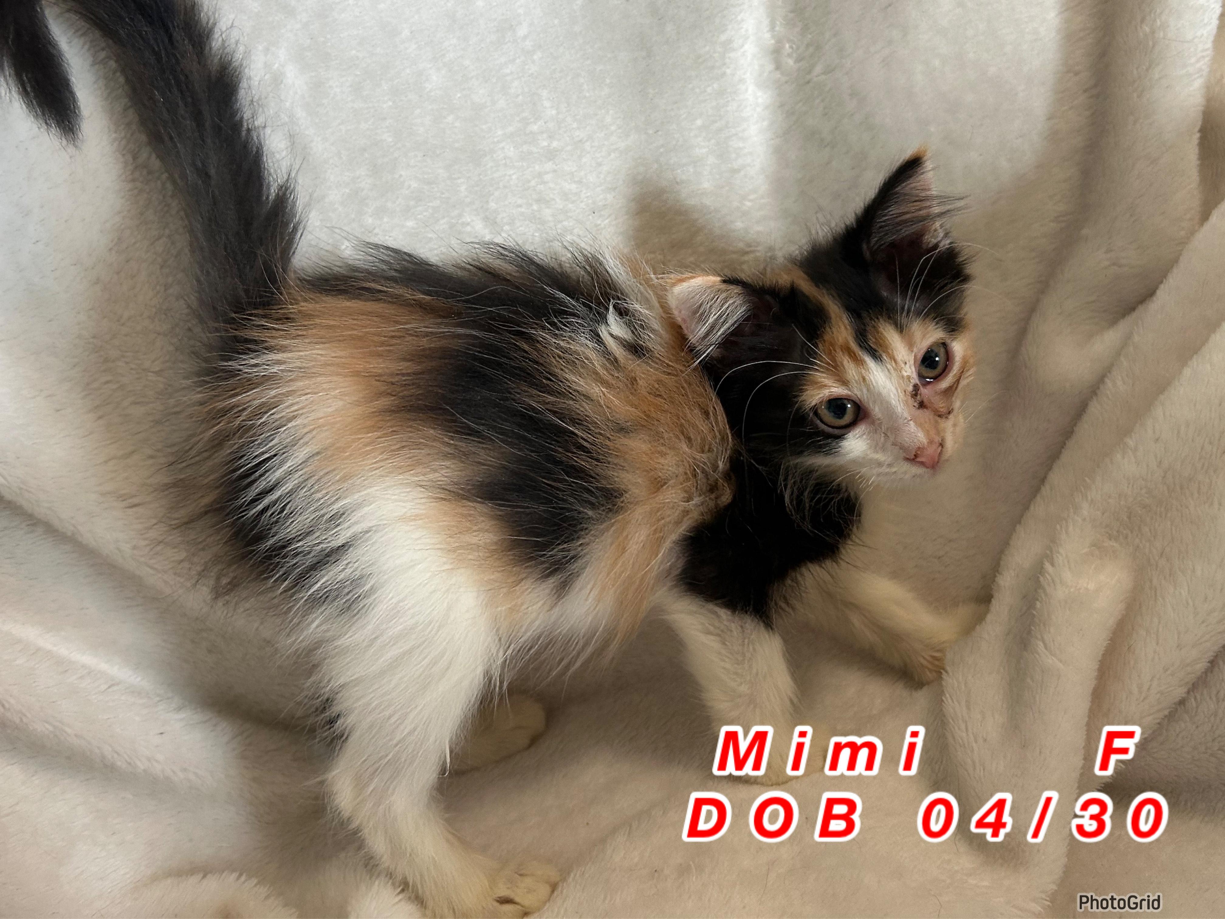 Enlarge Mimi, a Adoptable mixed breed in Troupsburg, NY image 1/1