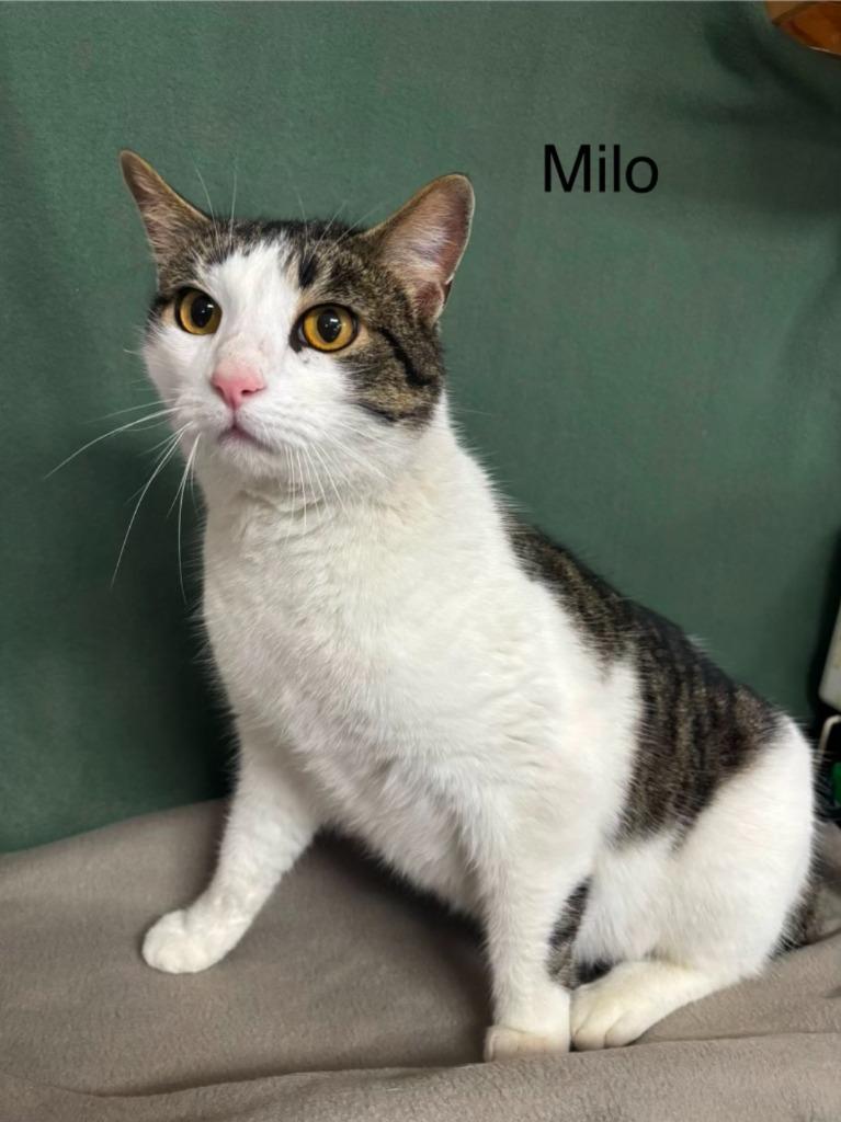 Milo, Adoptable, Adult Male Domestic Short Hair.