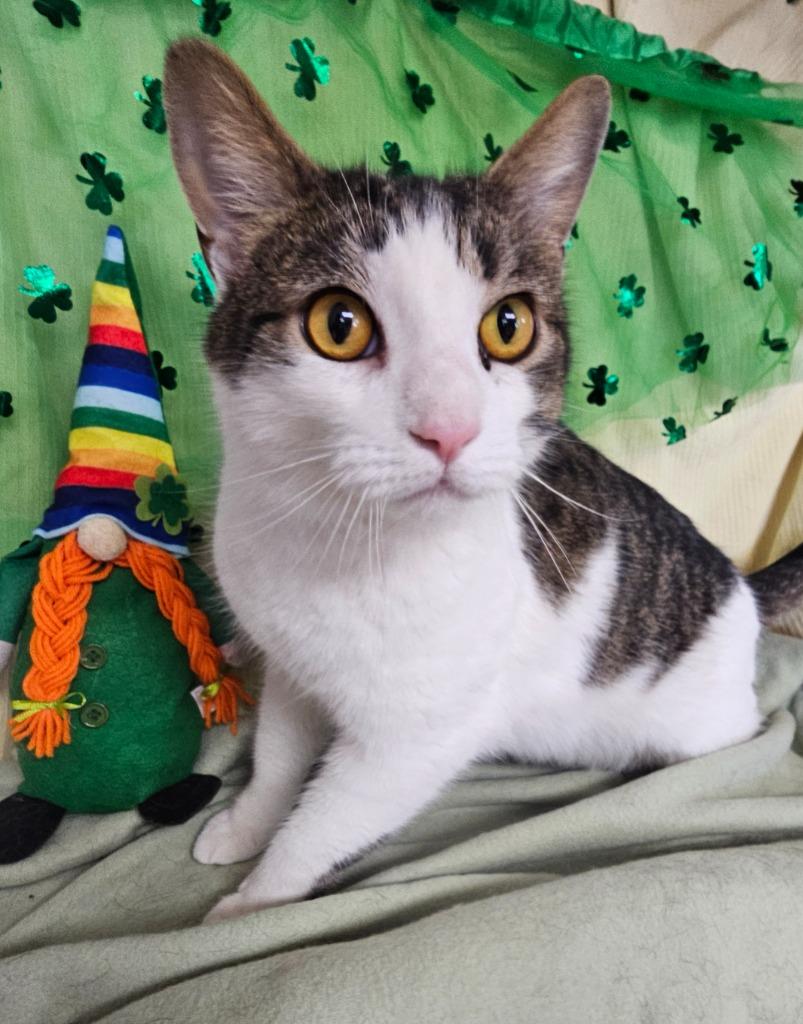 Milo, Adoptable, Adult Male Domestic Short Hair.