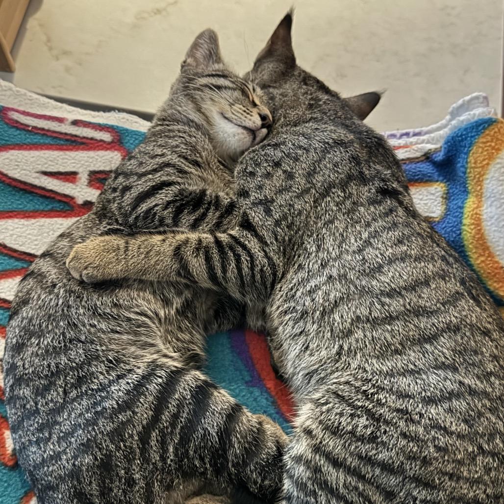 Enlarge Dolly and Kenny, a Adoptable American Shorthair in Potomac, MD image 1/6