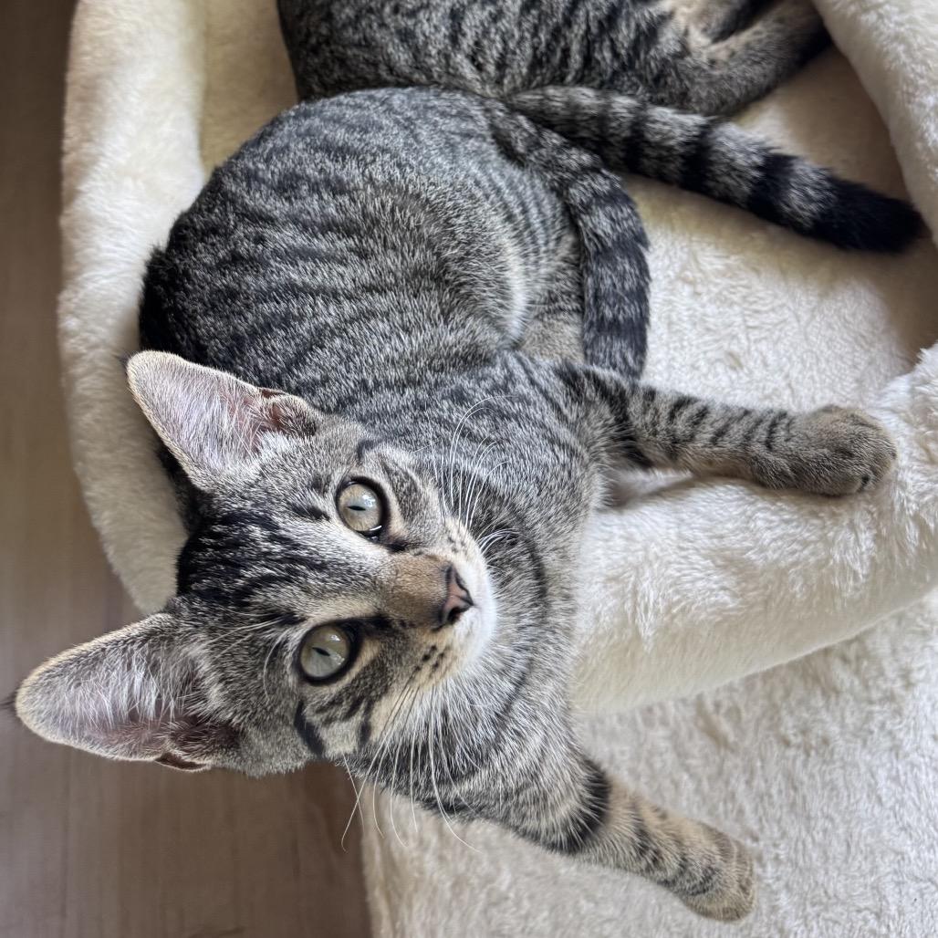 Enlarge Dolly and Kenny, a Adoptable American Shorthair in Potomac, MD image 2/6