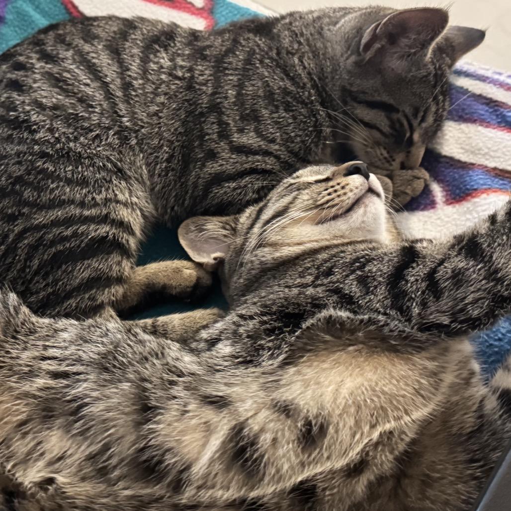 Enlarge Dolly and Kenny, a Adoptable American Shorthair in Potomac, MD image 3/6