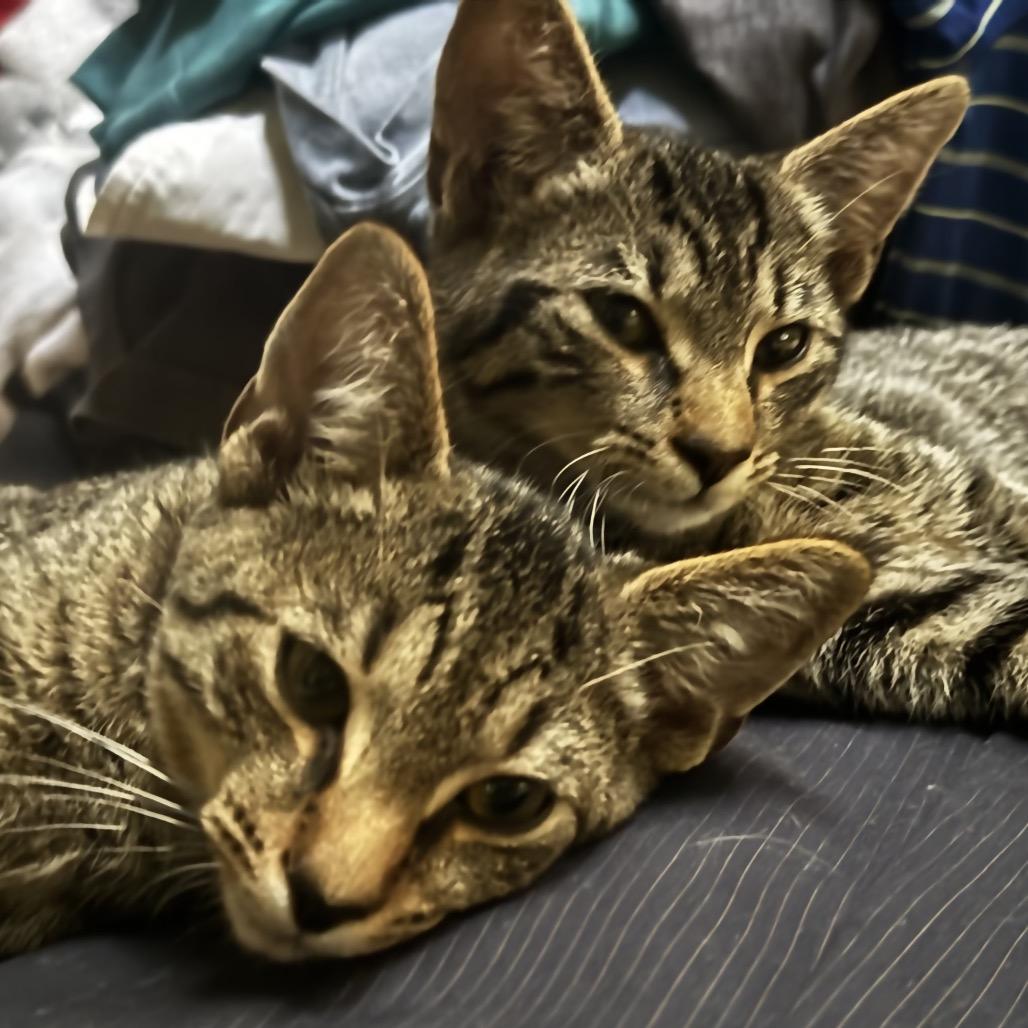 Enlarge Dolly and Kenny, a Adoptable American Shorthair in Potomac, MD image 4/6