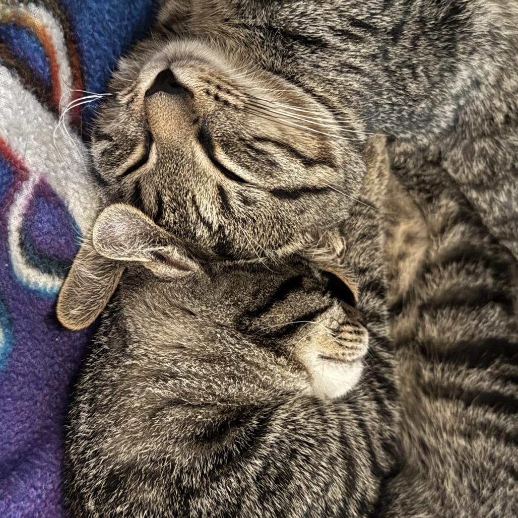 Enlarge Dolly and Kenny, a Adoptable American Shorthair in Potomac, MD image 5/6