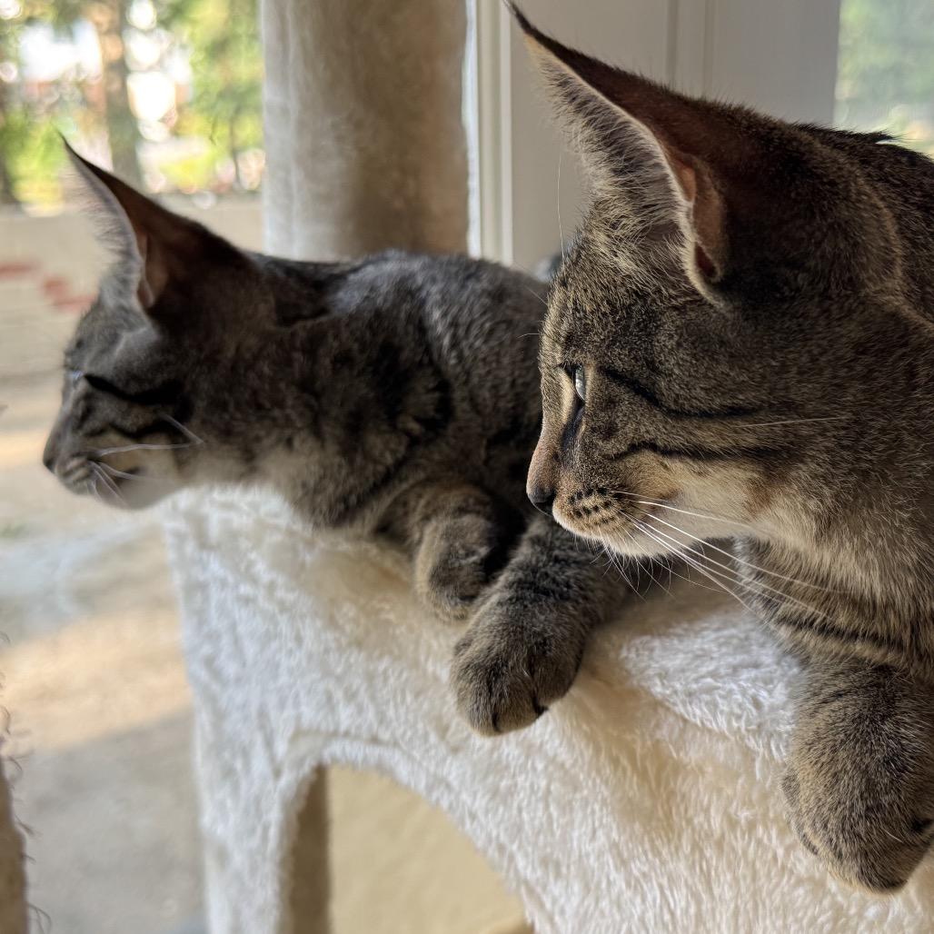 Enlarge Dolly and Kenny, a Adoptable American Shorthair in Potomac, MD image 6/6