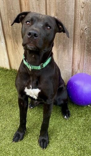 Shino, Adoptable, Adult Female Mixed Breed & Mixed Breed.