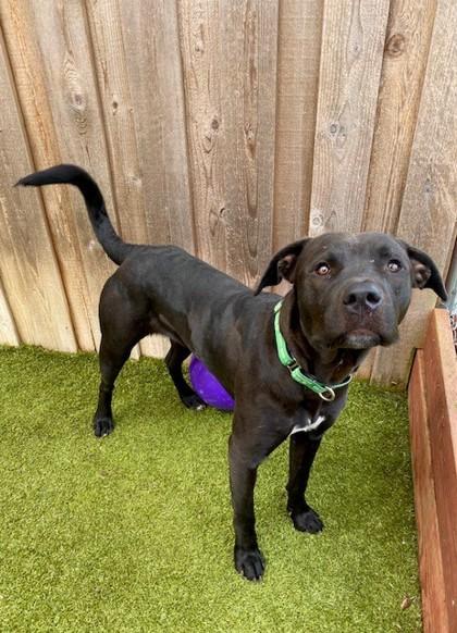 Shino, a Adoptable mixed breed in Eugene, OR image 2/3
