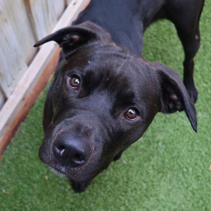 Shino, Adoptable, Adult Female Mixed Breed & Mixed Breed.