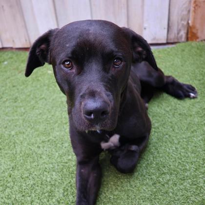 Enlarge Shino, a Adoptable mixed breed in Eugene, OR image 2/3