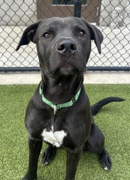 Shino, a Adoptable mixed breed in Eugene, OR image 3/3