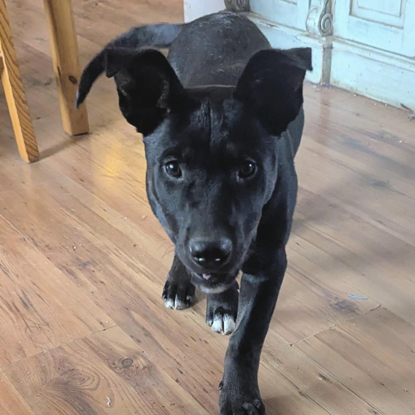 Little Apollo (20250926-05)