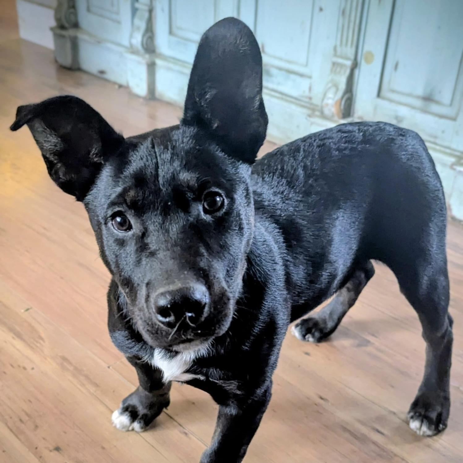 Little Apollo (20250926-05)