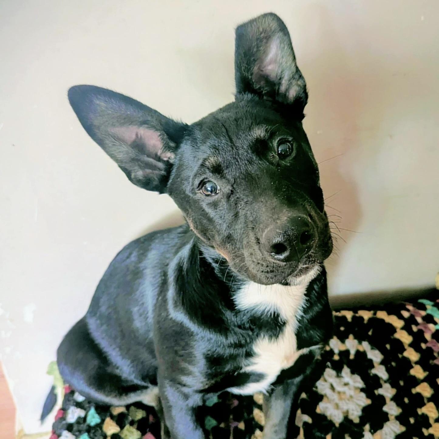 Little Apollo (20250926-05)